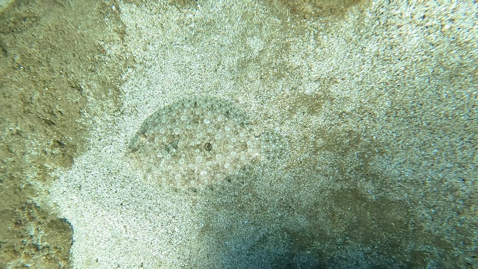 A close-up underwater photograph showing a small, circular cluster of white sea anemones with delicate, translucent tentacles, resting on a sandy seabed with coarse grains and patches of darker sedime
