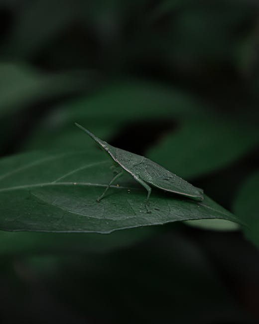 A close-up image of a green katydid insect perched on a dark green leaf, displaying its elongated body, slender legs, and leaf-like wings. The leaf has a smooth texture with visible veins and slightly