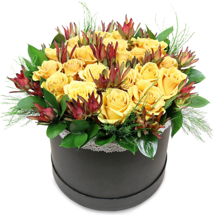 A stylish round hatbox arrangement is displayed against a bright white background, its colours and shapes reminiscent of the cheerful, open spaces around Perivale. The matte black box serves as a sleek base, its dark tone making the flowers above appear even more vibrant. Rising from the container is a tightly composed dome of golden yellow roses, with roughly two dozen blooms grouped so closely that they create a plush, cushion-like effect. The petals are thick and velvety, spiralling outward from the centre in rich yellow tones, some blooms completely open, others partially closed, suggesting freshness and the promise of continued opening over the coming days. Interspersed among these sunny roses are stems of leucadendron 'Safari Sunset' in deep burgundy and maroon, their elongated, cone-shaped bracts extending upwards with pointed tips and greenish bases. These structural accents lend a contemporary edge and introduce a striking colour contrast, similar to the way deep red leaves stand out against grassy paths on a walk towards Horsenden Hill. Encircling the base of the arrangement, glossy dark green foliage forms a supportive collar, framing the blooms and adding lush depth. Fine, feathery sprigs of lighter green foliage tuck between the roses and leaves, some lightly spilling over the rim of the hatbox, giving a sense of movement and gentle wildness. Just below the abundant blooms, the top edge of the hatbox is finished with a thin band of white lace trim, delicately patterned and subtly romantic. The overall composition is warm, polished, and inviting, an ideal piece for a birthday surprise, a thank you to someone in a Perivale office, or a sophisticated floral accent for a contemporary home near the station.