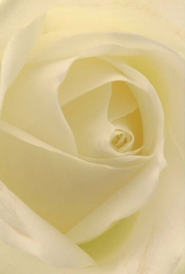 When viewed up close, this white rose showcases a composition rich in tranquility and understated elegance, much like the serene pathways winding between Perivale and Ealing. Layers of petal seamlessly blend cream and white, illuminated as if by soft sunlight spilling into a local shop window near Bilton Road. The core's near-perfect spiral whispers of purity, resilience, and a sense of promise-a sentiment I cherish as a Perivale florist. Whether chosen for a sincere apology, romantic gesture, or as an elegant wedding centrepiece, the subtle shifts in hue and gentle play of shadow reveal the bloom's natural beauty and sophistication. The rose's clean, serene fragrance gently fills the space, reflecting the calm charm of Perivale itself. What truly sets this arrangement apart is its balanced artistry-each fold, shadow, and highlight speaking to years of craft and the enduring care of Flowers Perivale for the local community.
