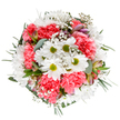 Evoking the freshness of spring mornings in Perivale, this round bouquet radiates vitality with its uplifting blend of crisp white daisies and vibrant coral-pink carnations. Each daisy, delicate and bright as morning sunlight, is encircled by a symphony of plush carnations whose ruffled petals add luxurious texture and welcoming warmth. Wisps of soft baby's breath dance throughout, suffusing the arrangement with an ethereal, light-as-air quality that brings calm to any occasion. Slender buds of alstroemeria, tinged with hints of purple and rosy pink, nestle discreetly amid textures of eucalyptus and deep green leaves, their presence suggesting hopeful promise. The bouquet's lush fullness and harmonious composition rest on a pure white background that highlights every stem, echoing the clean lines and open spaces near Perivale's Horsenden Hill. The overall impression is one of quiet celebration-an arrangement as joyful on a birthday as it is comforting for a friend in need. Each element feels hand-chosen and thoughtfully placed by an expert local florist, capturing the spirit of Perivale and the beauty of thoughtful giving.